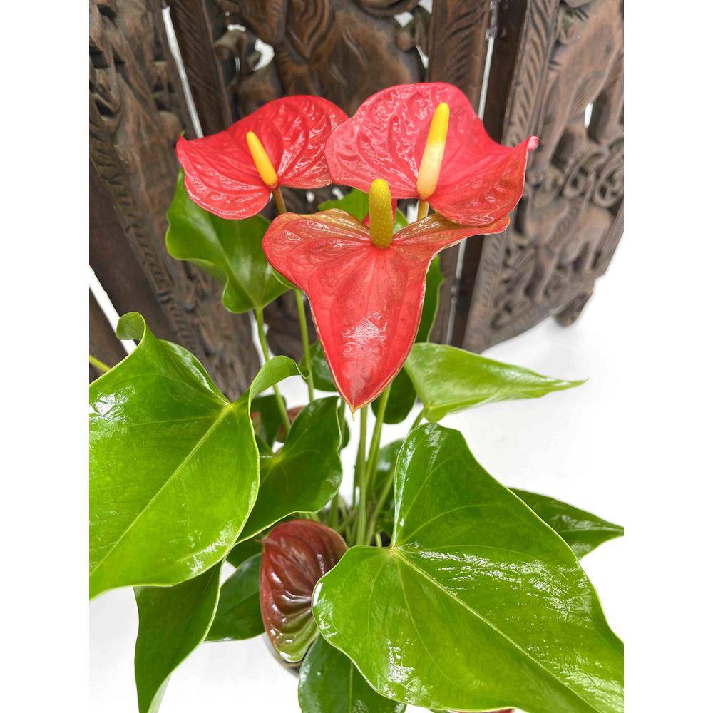 EVERBLOOM GROWERS INC. 5 in. Anthurium Assorted Plant 5ANTASS