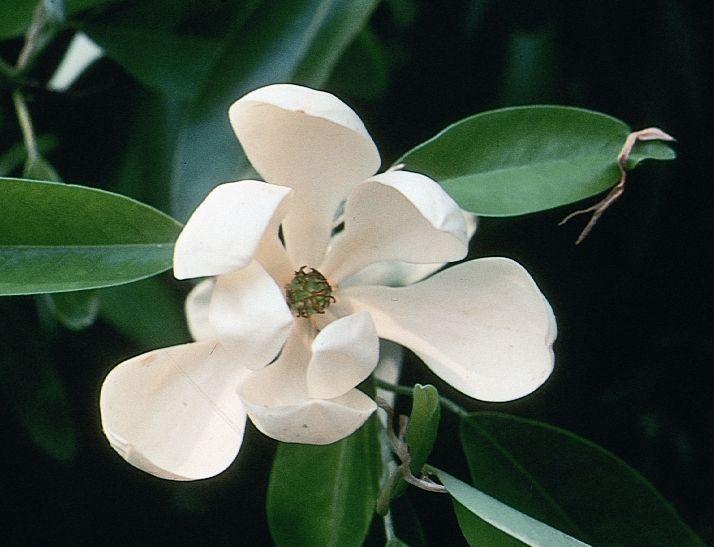 Sweetbay Magnolia Tree