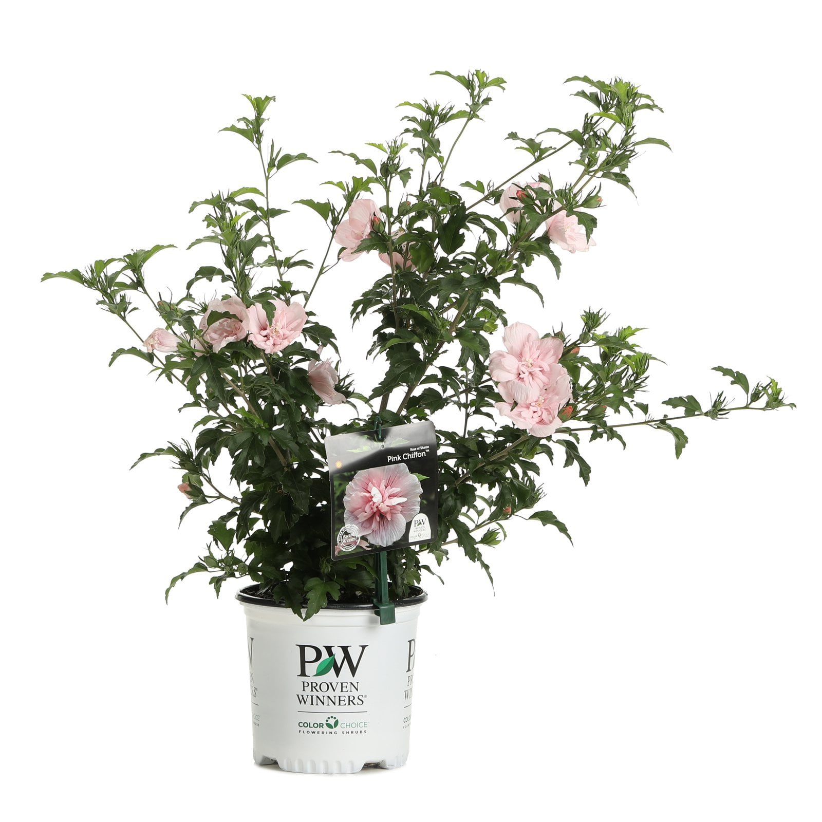 Proven Winners Pink Chiffon Rose of Sharon Hibiscus Live Shrub