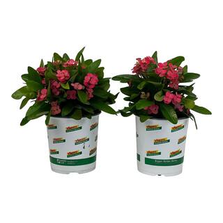 Vigoro 2.5 Qt. Crown of Thorns Plant Pink Flowers in 6.33 In. Grower's Pot (2-Plants) DC1GCROWNPINK2