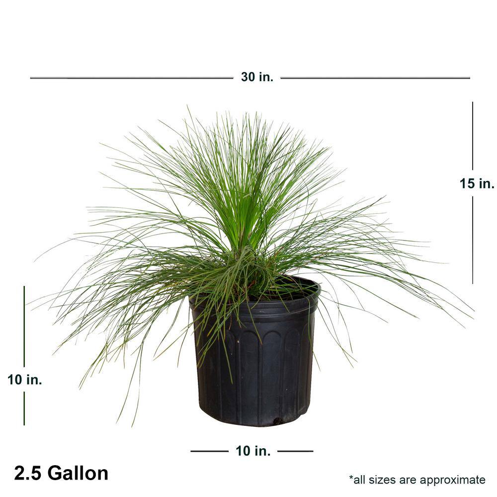 FLOWERWOOD 2.5 Gal - Longleaf Pine Evergreen Tree 47373FL