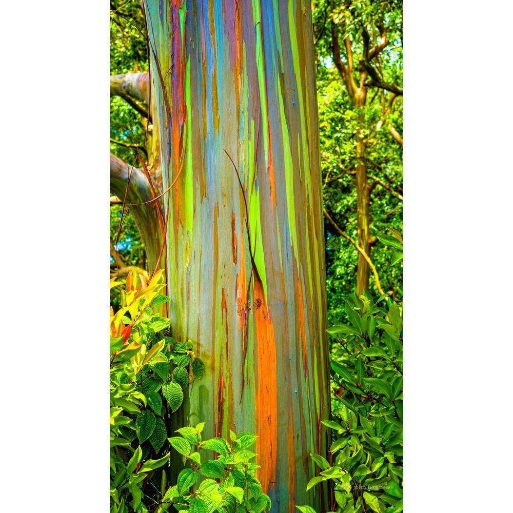 Wekiva Foliage Rainbow Eucalyptus Tree - Live Plant in a 1 Gallon Pot - Eucalyptus Deglupta - Rare and Exotic Ornamental Tree RainbowEucalyptusTree1G