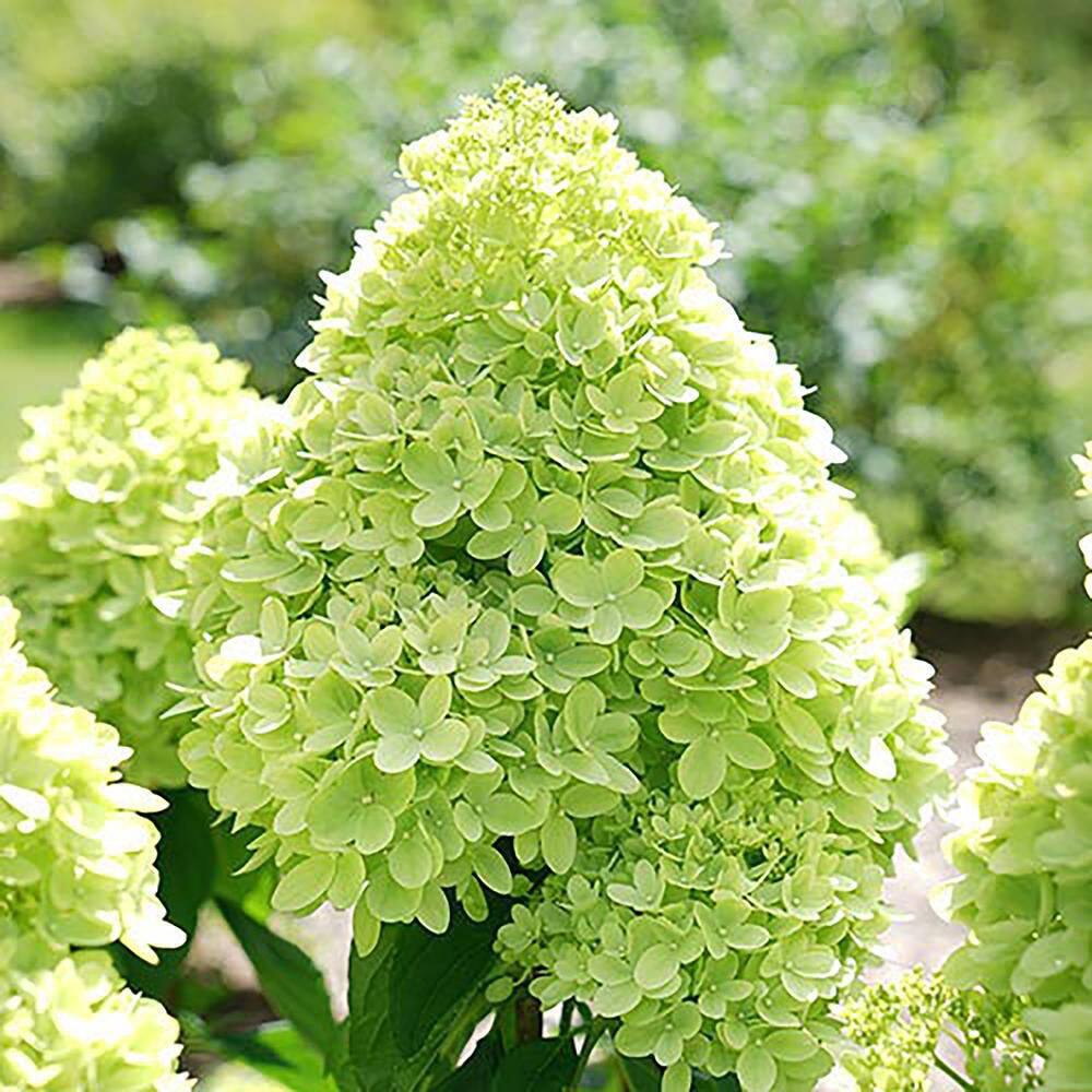 PROVEN WINNERS 2 Gal. Little Lime Hydrangea Plant with Green to Pink Flowers 14728