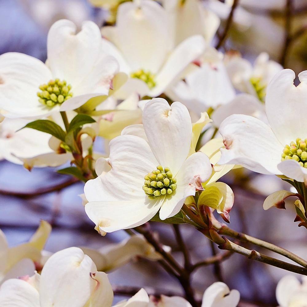 1 Gal. White Flowering Deciduous Dogwood Tree DOGWHI01G