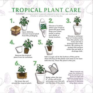 PROVEN WINNERS leafjoy Collection Monstera Deliciosa Live Indoor Plant in 7 in. Seagrass Pot Avg Ship Height 23 in. PWMDP6SEA1PK