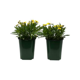 Pure Beauty Farms 2.5 qt. Coreopsis Plant Uptick Yellow and Red in Grower's Pot (2-Packs) DC1GCOREYELL2