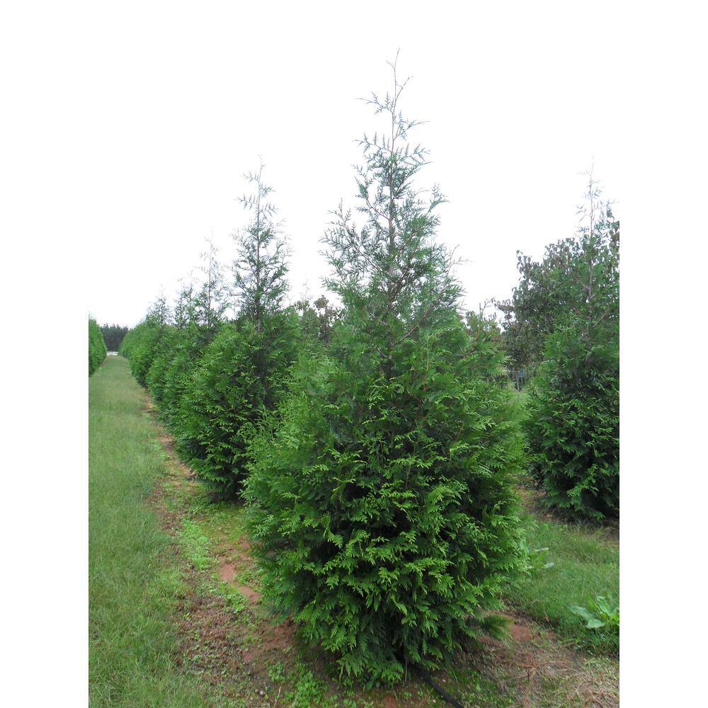 Online Orchards 1 Gal. Green Giant Arborvitae Shrub CFAR002