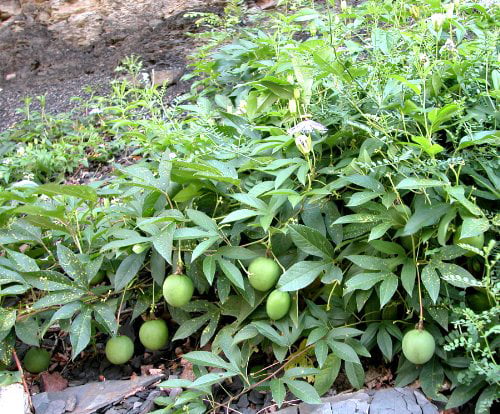 MAYPOP PURPLE PASSION FLOWER PLANT (PASSIFLORA INCARNATA)