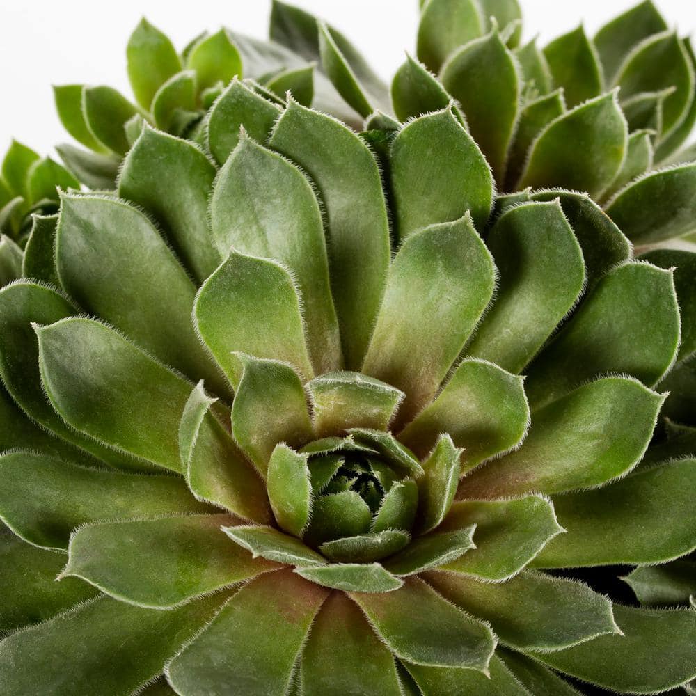 Vigoro 1 Pint Sedum Succulent Ground Cover Plant 68888