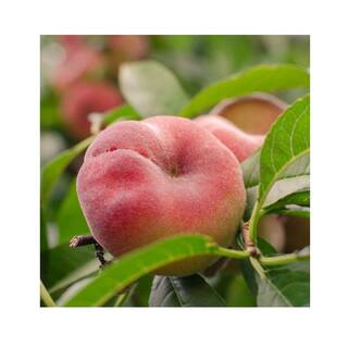 Southern Living 5 Gal. Red Globe Peach Tree PCHRGL05G