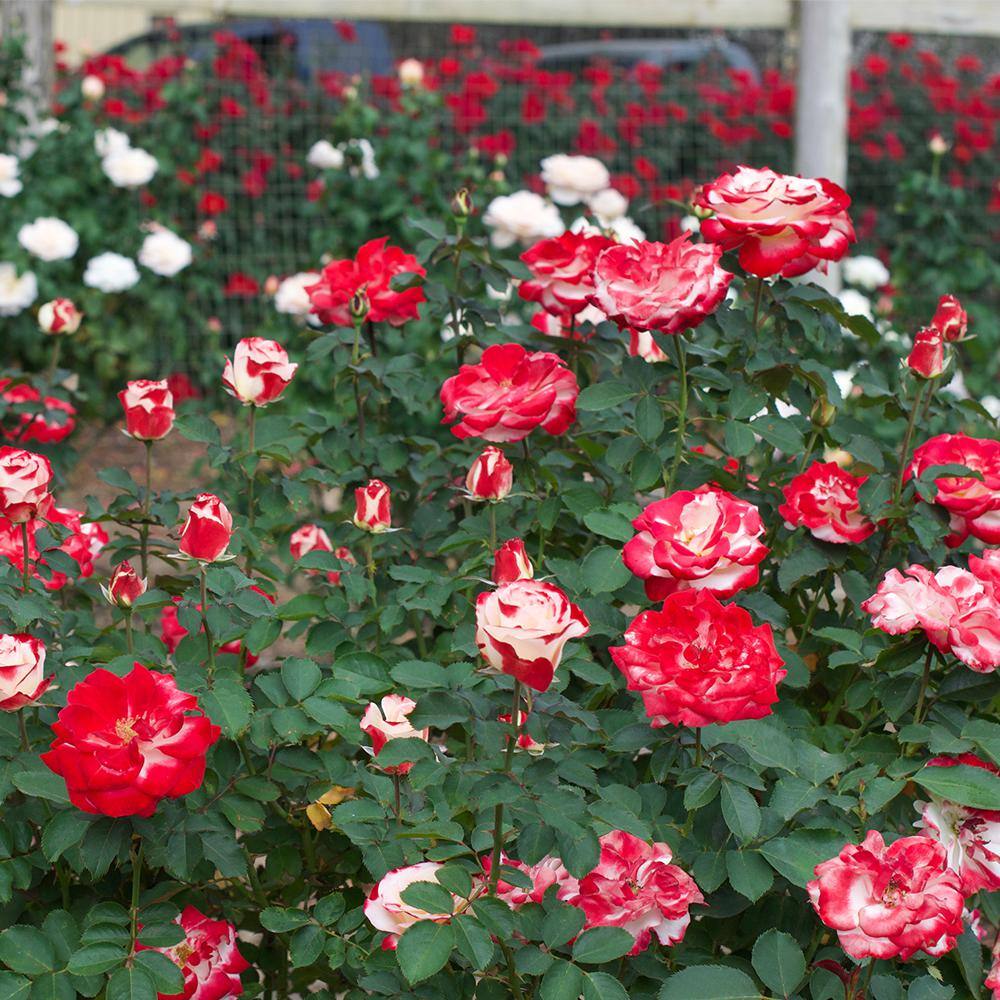 My Bouquet 2 Gal. White Lies Rose Plant with White to Red Blooms 17528