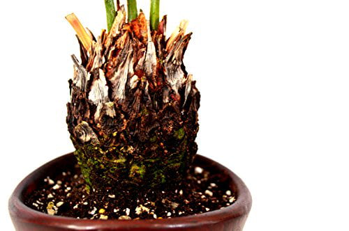 9GreenBox - Sago Palm - 4.5