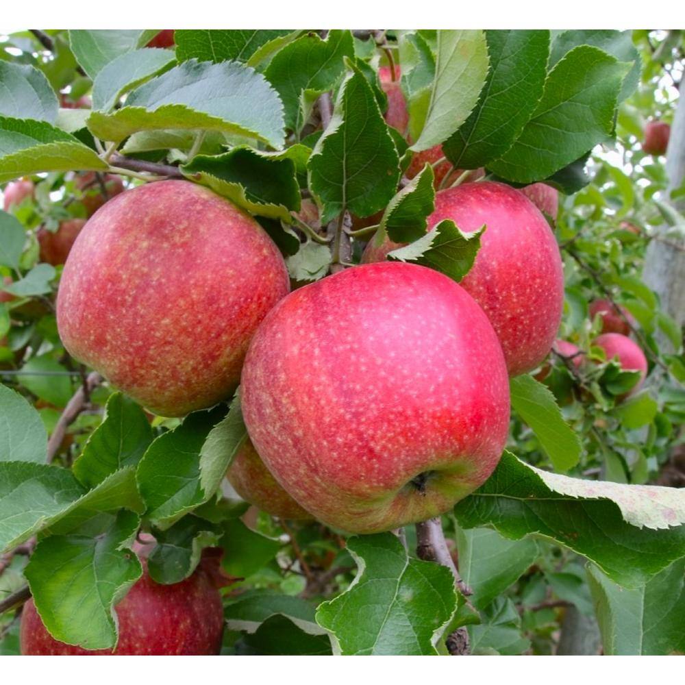 Online Orchards 3 ft. Jonagold Apple Tree with Complex Crimson Blushed Fruit FTAP207