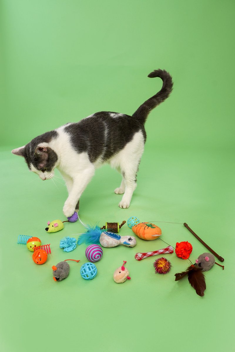 Hartz Cattraction Cat Toys with Catnip Variety Pack， 20 count