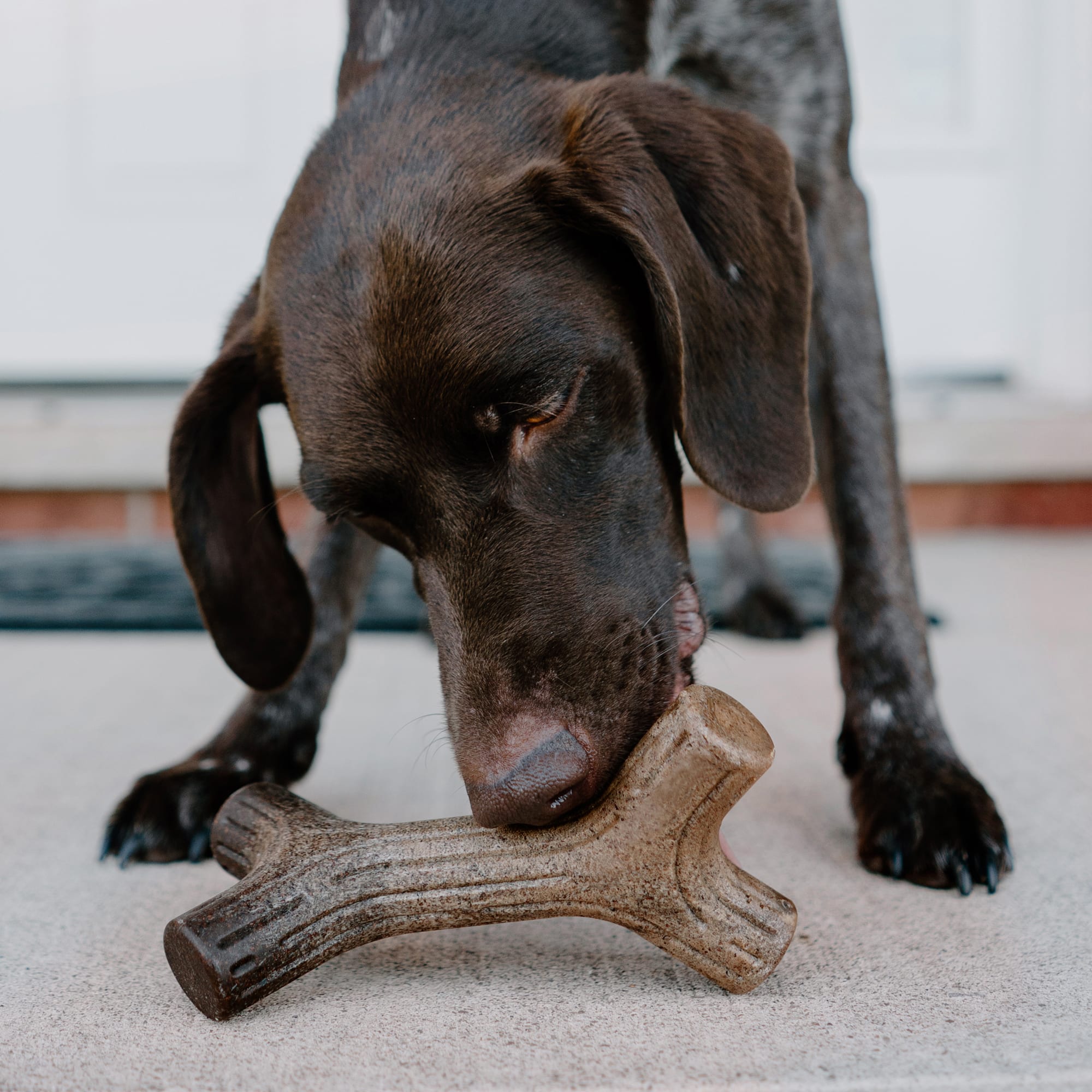 Benebone Maplestick Dog Chew Toy， Small