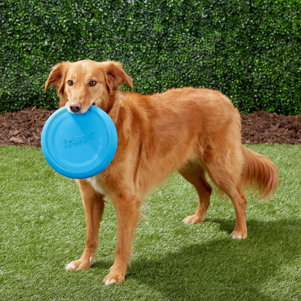 Frisco Fetch Rubber Flyer Dog Toy