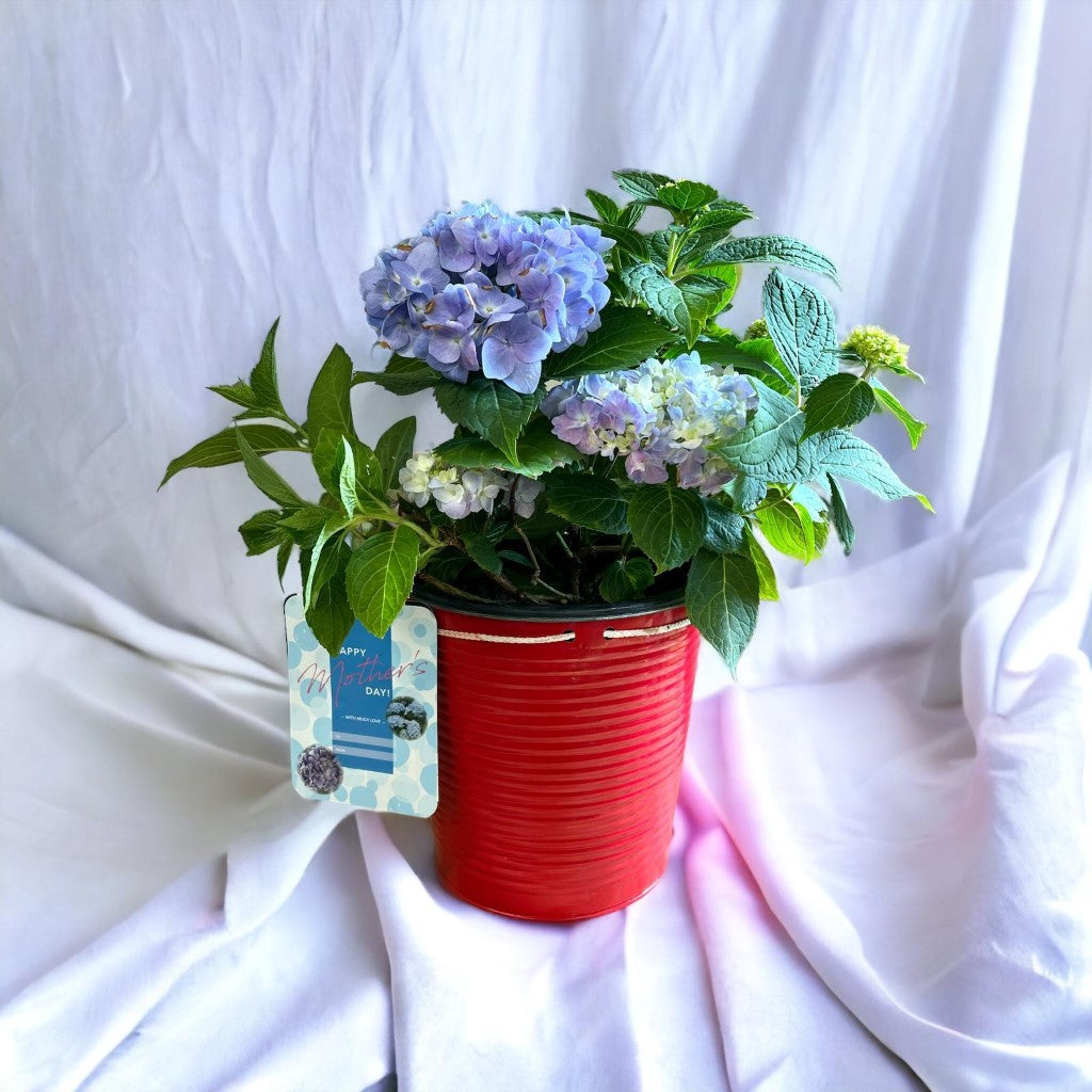 Mini Penny Hydrangea with beautiful pot