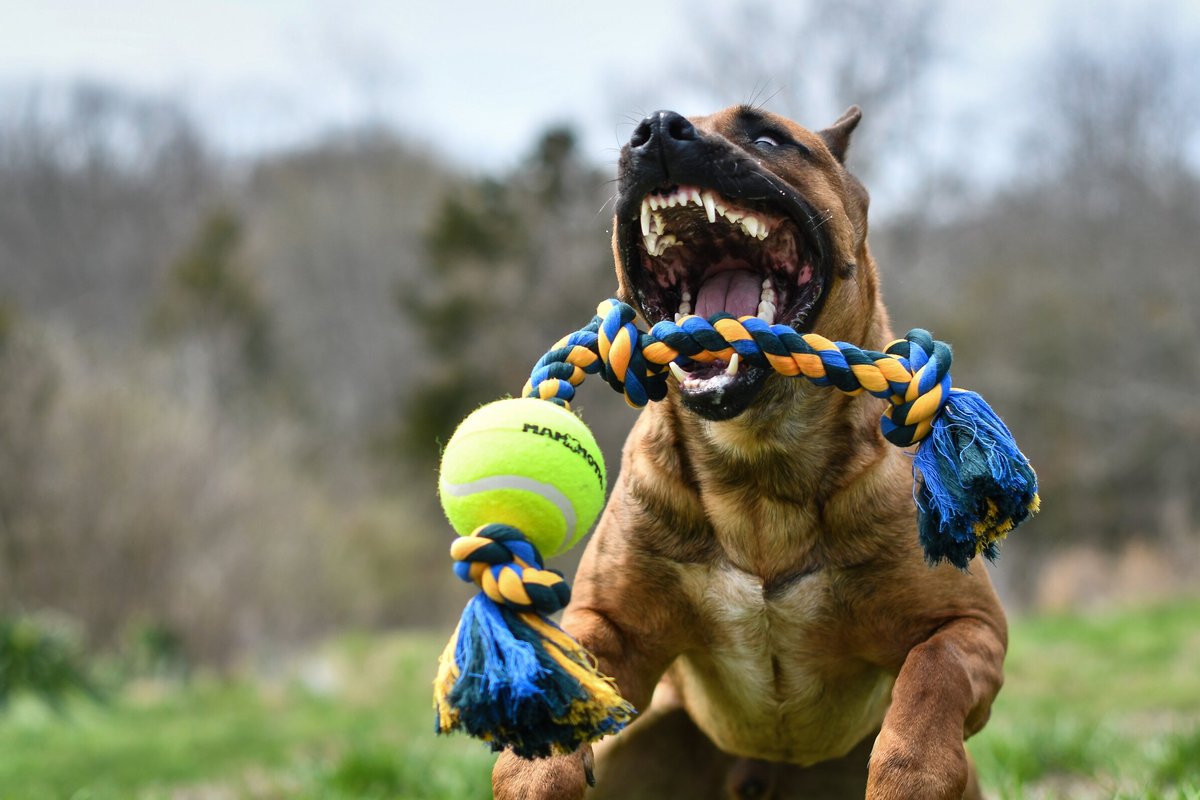 Mammoth Color 3 Knot Rope Tug with Tennis Ball for Dogs， Color Varies