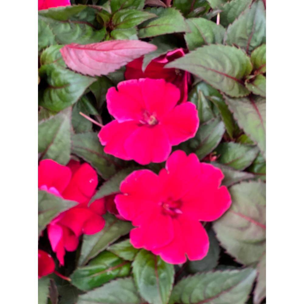 SunPatiens 18-Pack Compact Red SunPatiens Impatiens Outdoor Annual Plant with Red Flowers in 2.75 In. Cell Grower's Tray DC18PKSUNRED