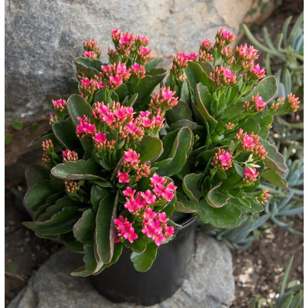 SMART PLANET 9 cm Kalanchoe Blossfeldiana Succulent in Terra Cotta Clay Pot 0872526