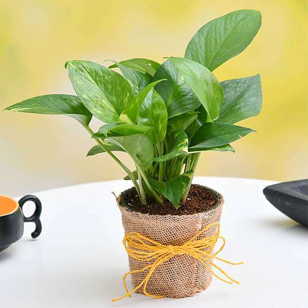 Air Purifier Money Plant with Jute Wrap