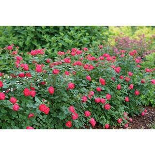 PROVEN WINNERS 2 Gal. Oso Easy Double Red Rose Plant with Deep Red Flowers 16841