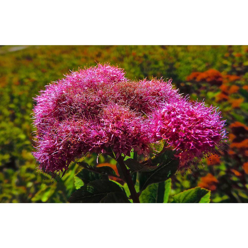 Online Orchards 1 Gal. Anthony Waterer Spirea Shrub Huge Pyramidal Clusters of Rosepink Flowers Dense Spreading Green Foliage SBSP002