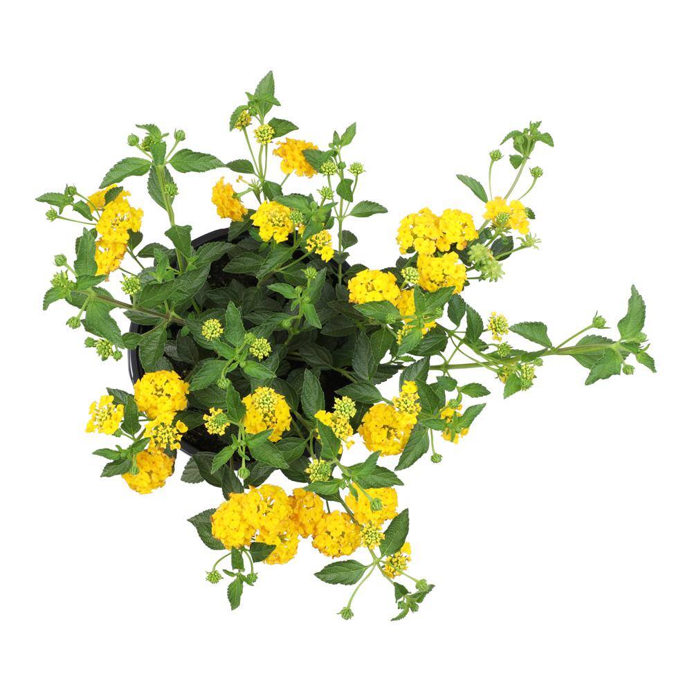 ALTMAN PLANTS 1 Gal. Lantana New Gold Plant 0881267