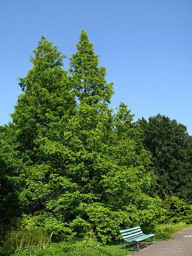 Dawn Redwood Tree - Metasequioia - Living Fossil - 4