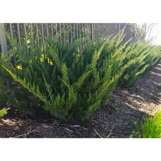 Online Orchards 1 Gal. Sea Green Juniper Shrub Fountain Shaped Foliage that Changes to a Darker Green in Winter CFJP001