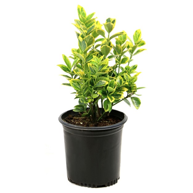 Euonymus x27 golden x27 1pc In 2 5 Quart Container National Plant Network U s d a Hardiness Zones 6 9