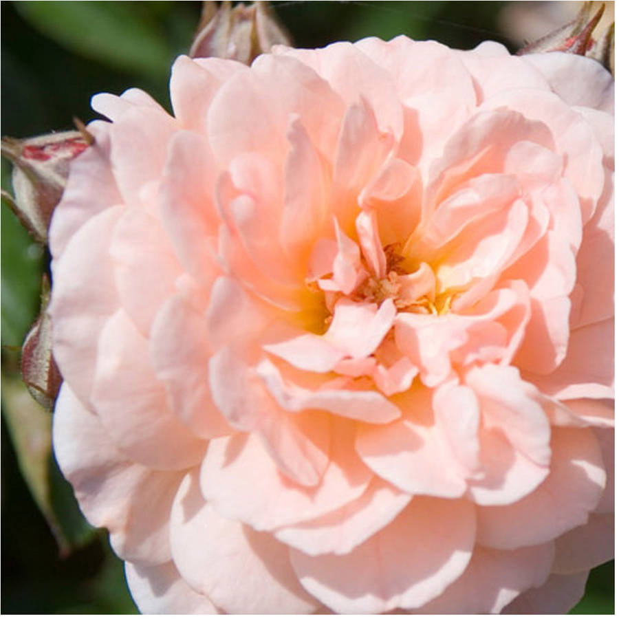 Apricot Drift Rose (2 Gallon) Low-Growing Deciduous Flowering Shrub - Full Sun Live Outdoor Plant