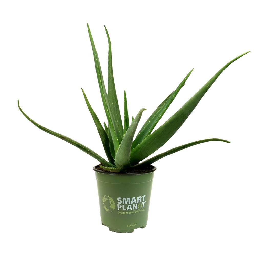 SMART PLANET 1G Single Aloe Vera in Nursery Pot 0872599