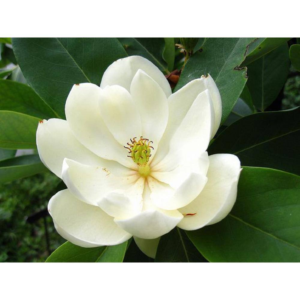 BELL NURSERY 3 Gal. Sweet Bay Magnolia (Magnolia Virginiana) Live Flowering Tree Shrub Cream-White Flowers MGLIA3STB1PK