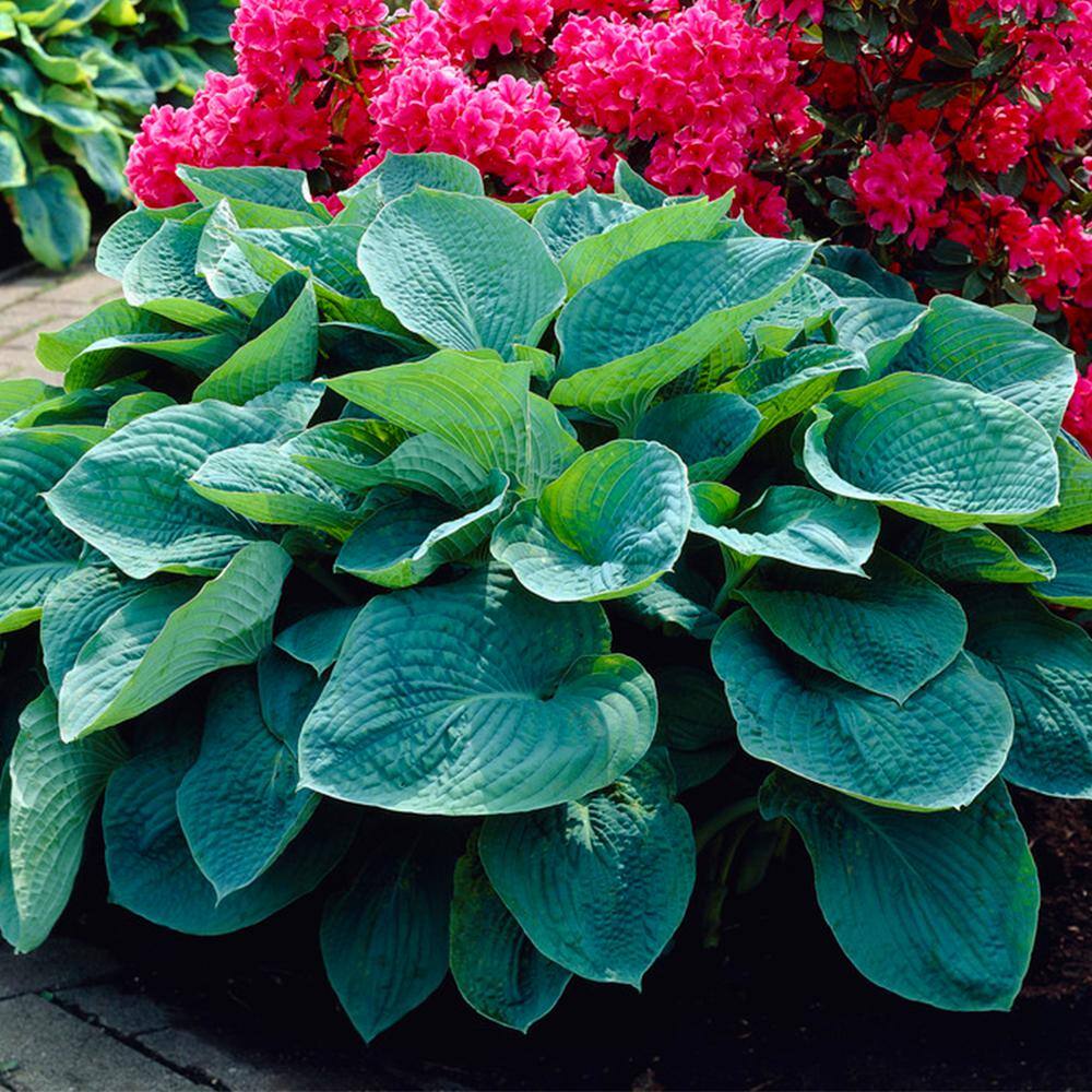 VAN ZYVERDEN Hosta Sieboldiana (Set of 3 Roots) 83787