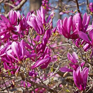 1 Gal. Pink Ann Japanese Magnolia Flowering Tree MAGANN01G