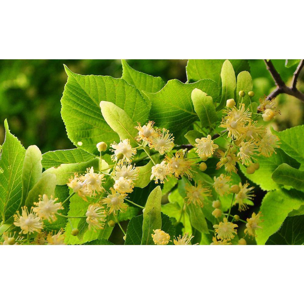 Online Orchards Littleleaf Linden Tree Bare Root SHLI002