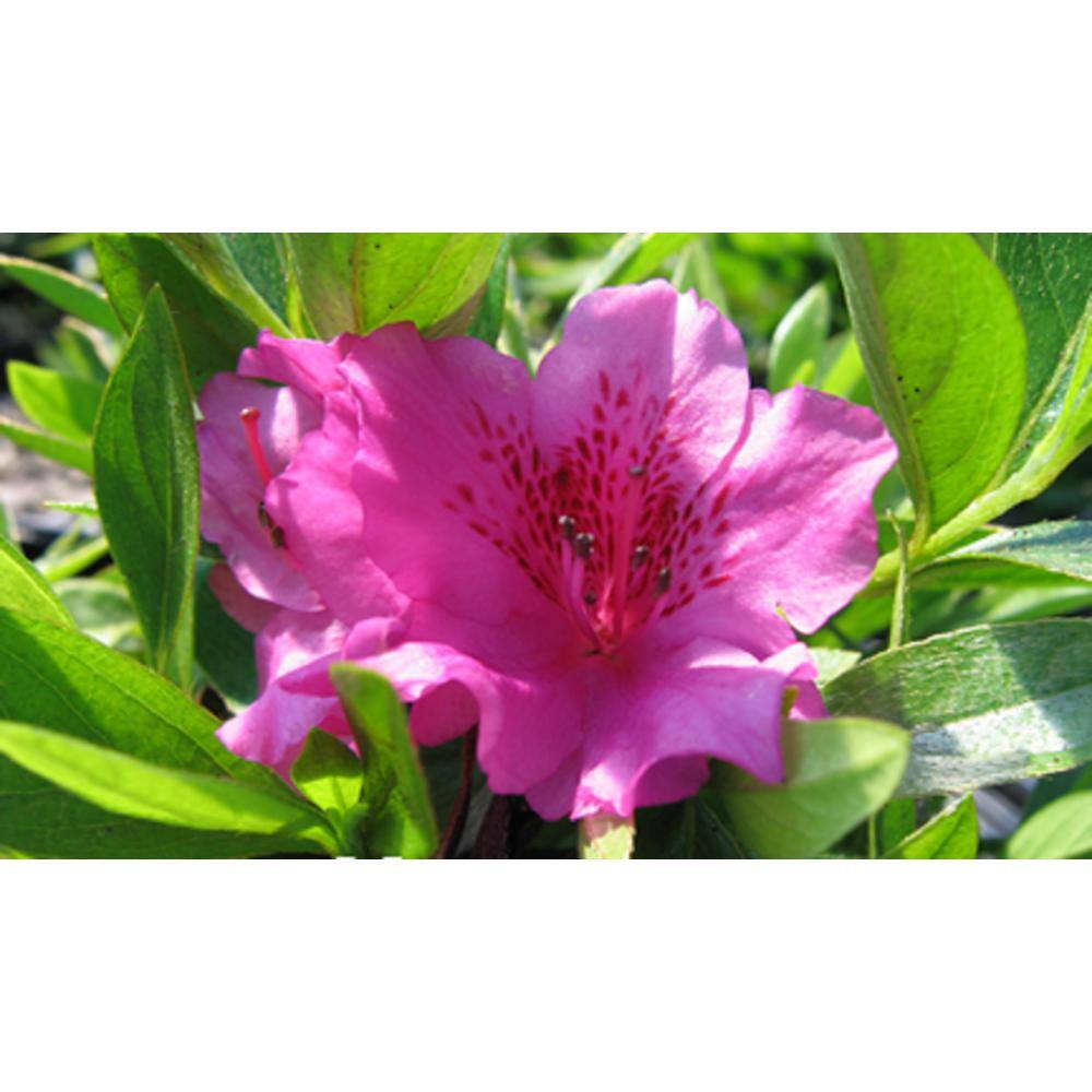 national PLANT NETWORK 2.25 Gal. Herbert Azalea Plant with Purple Blooms HD7621