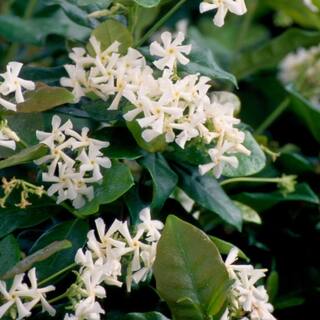 FLOWERWOOD 2.5 Qt. Confederate Large Leaf Jasmine (Star Jasmine) Live Shrub White Fragrant Blooms 5230Q