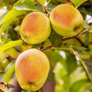 5 gal. Candy Crisp Apple Tree APPCAN05G