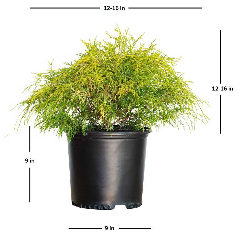 FLOWERWOOD 3 Gal. Gold Mop False Cypress with Golden Yellow Weeping Foliage 09233