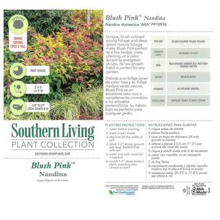 SOUTHERN LIVING 2 Gal. Nandina Blush Pink Shrub with Pink and Red Foliage 14394