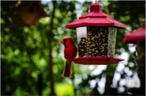 Wagner's Cardinal Blend Premium Wild Bird Food