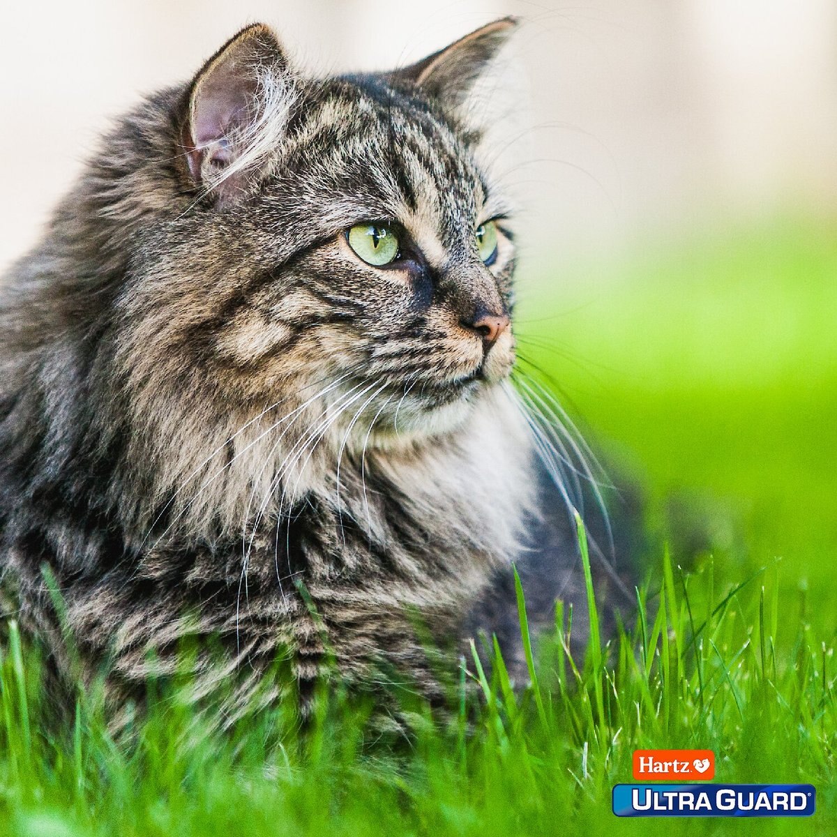 Hartz UltraGuard Topical Flea and Tick Spray for Cats