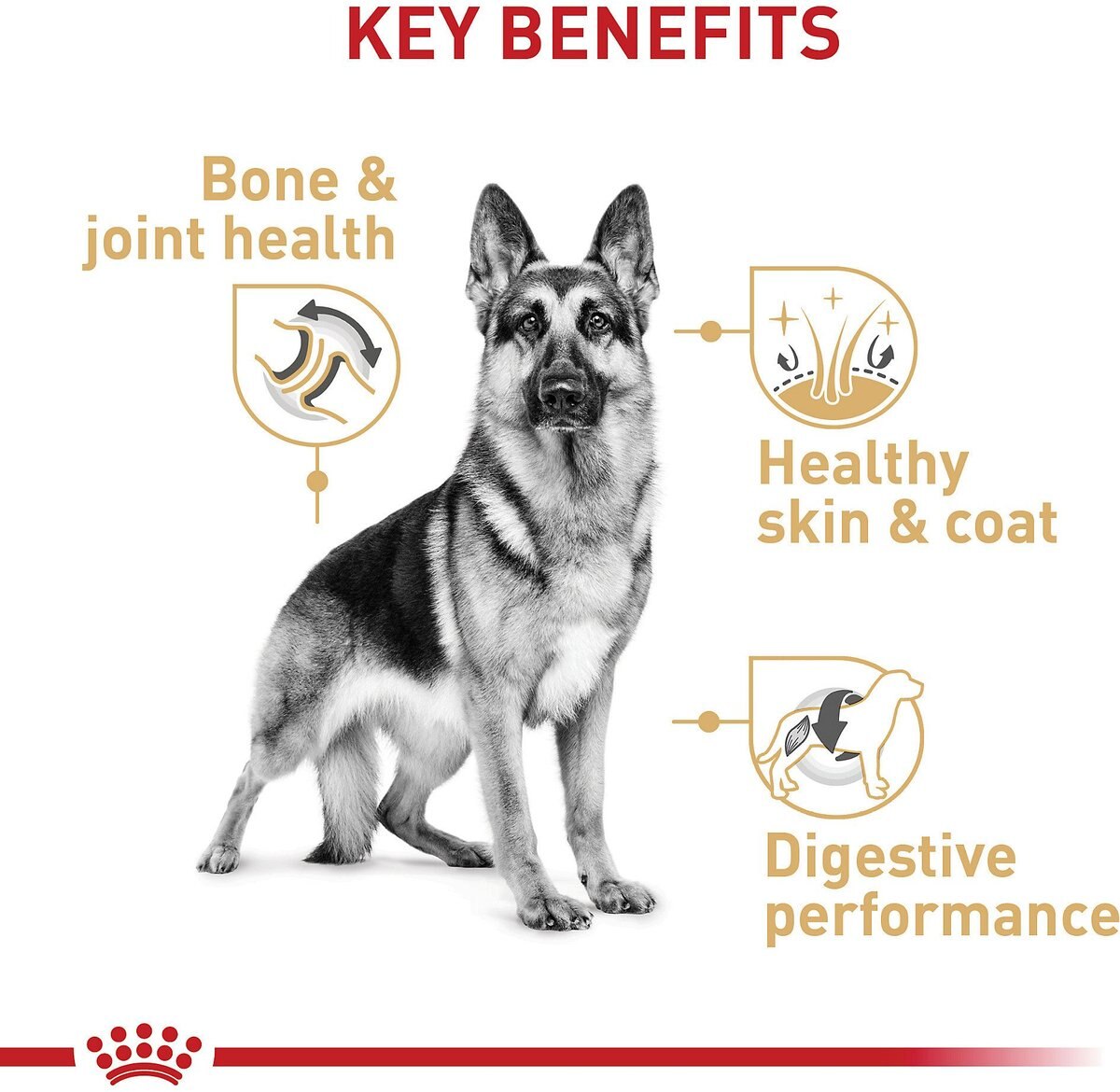 Royal Canin Breed Health Nutrition German Shepherd Adult Dry Dog Food