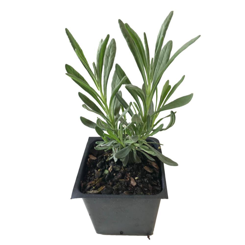 Daylily Nursery 3 Provence Lavender Plants in 3 Separate 4 in. Pots 615891489