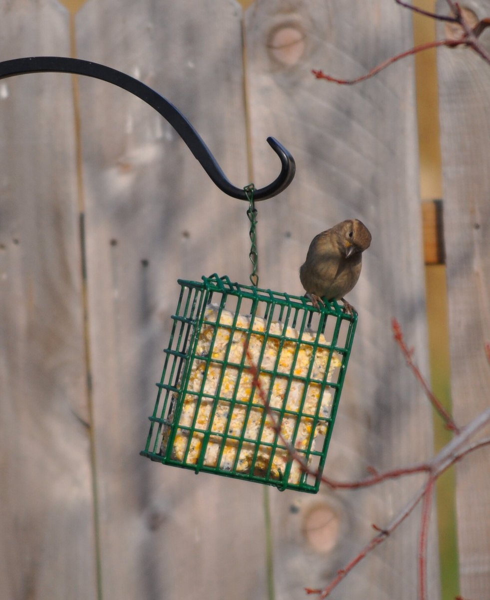 CandS Fruit n' Nut Treat Suet Wild Bird Food