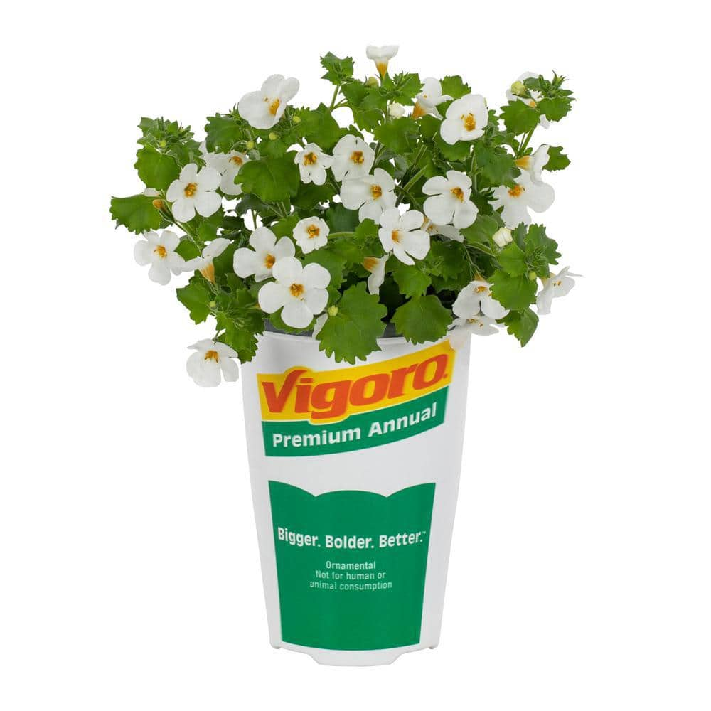 Vigoro 1.5-Pint Bacopa Water Hyssop Betty White Annual Plant (5-Pack) 78850