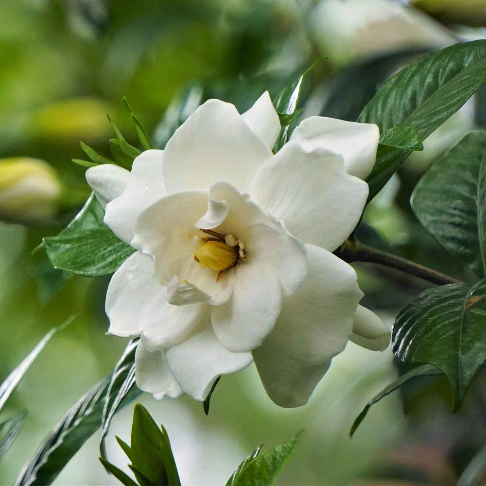 national PLANT NETWORK 3 gal. Gardenia Aimee Tree HD1891