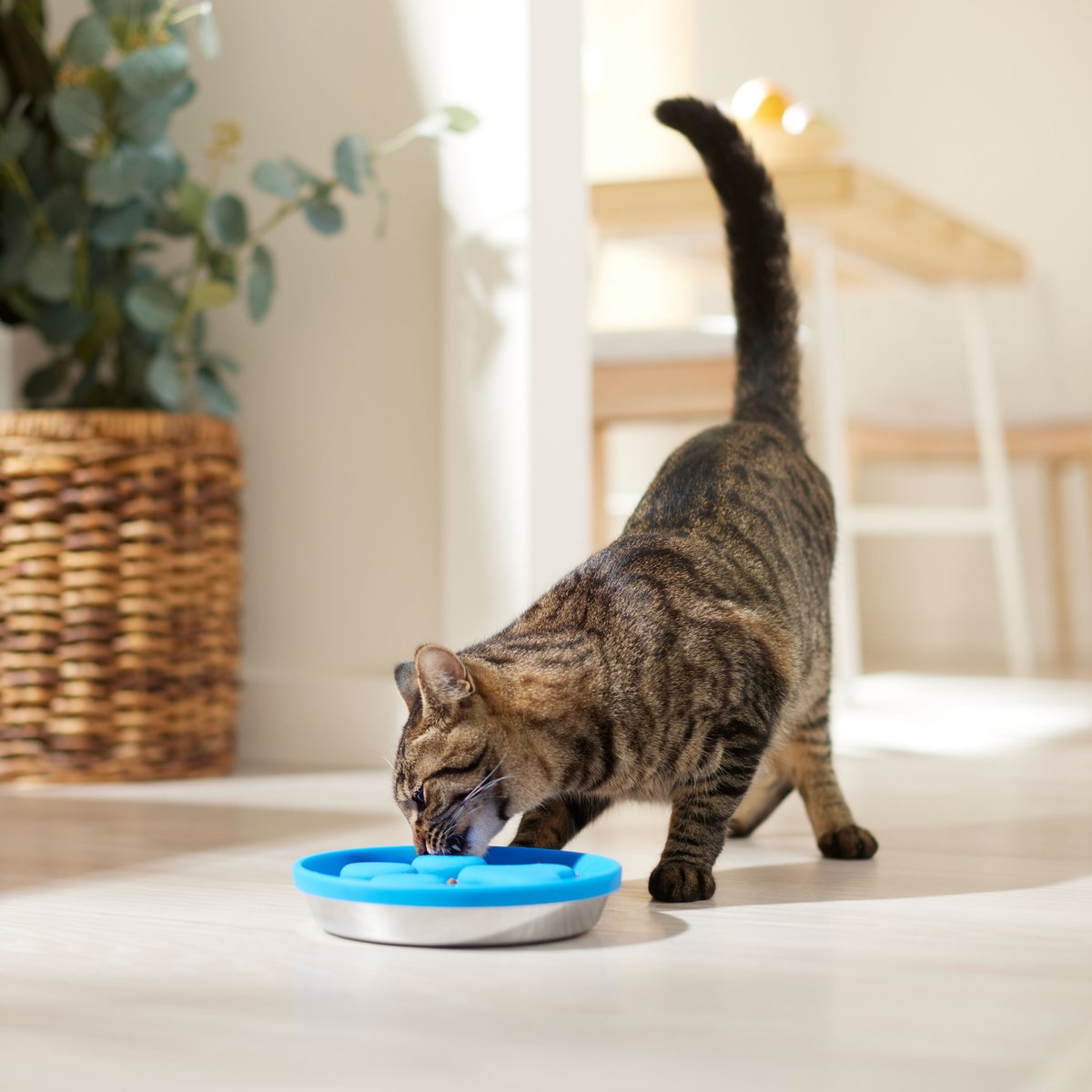 Frisco Silicone Stainless Paw Steel Slow Feeder Dog and Cat Bowl